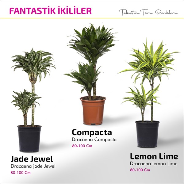 Fantastik İkililer - Dracena Jade Jewel - Dracena Lemon Lime - Dracena Compacta