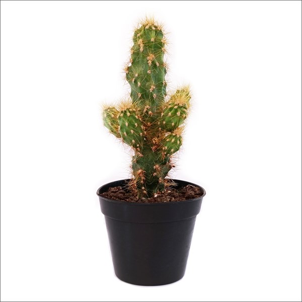 Mini Kaktüs - Cereus peruvianus Monstrose Cactus (5.5 Cm)