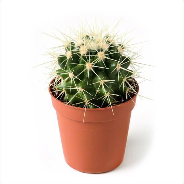 Mini Top Kaktüs - Echinocactus (5.5 Cm)