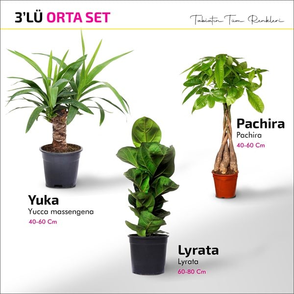 Orta Boy Set - Pachira - Yucca - Lyrata