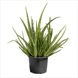 Aloe Vera (20-40 Cm)