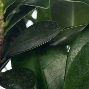 Bonsai Ağacı - Ficus ginseng (Büyük 35-55 Cm)