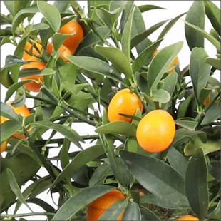 Kumkuat Ağacı Bitkisi (60-70 Cm) - Citrus Tree
