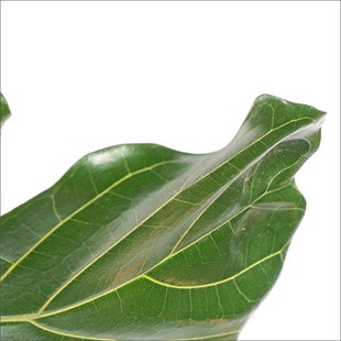 Lyrata - Keman Yapraklı Kauçuk (140-160 Cm)