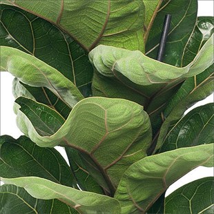 Lyrata - Keman Yapraklı Kauçuk (40 -60 Cm)