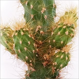 Mini Kaktüs - Cereus peruvianus Monstrose Cactus (5.5 Cm)