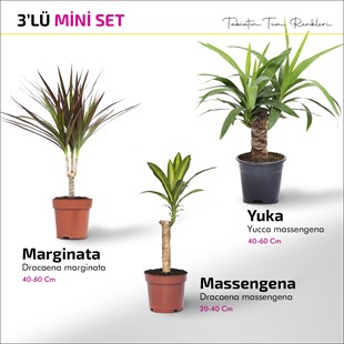 Mini Set - Marginata - Yucca - Massengena