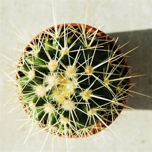 Mini Top Kaktüs - Echinocactus (5.5 Cm)