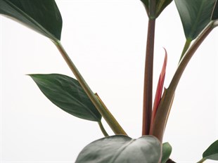 Philodendron rojo Congo (20-30 Cm)