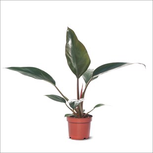 Philodendron rojo Congo (20-30 Cm)